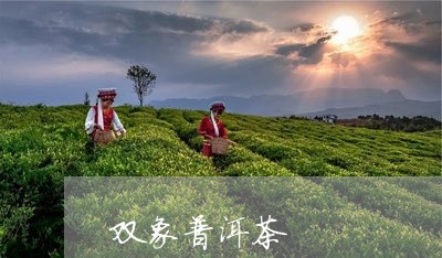 双象普洱茶/2023090580581