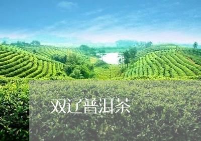 双辽普洱茶/2023090540503