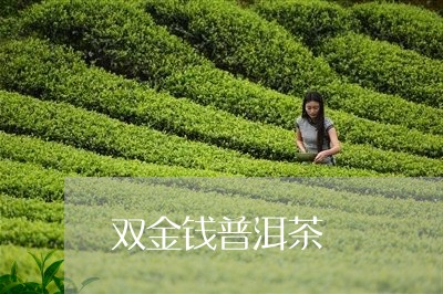 双金钱普洱茶/2023042851376