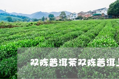 双陈普洱茶双陈普洱上市了吗/2023052762017