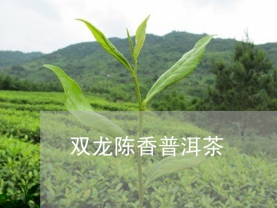 双龙陈香普洱茶/2023081802917