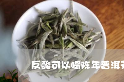 反酸可以喝陈年普洱茶/2023080385028