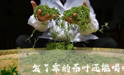 发了霉的茶叶还能喝吗/2023092370503