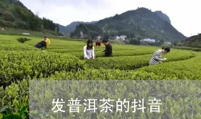 发普洱茶的抖音/2023120371614