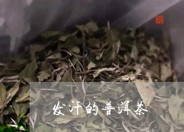 发汗的普洱茶/2023042735739