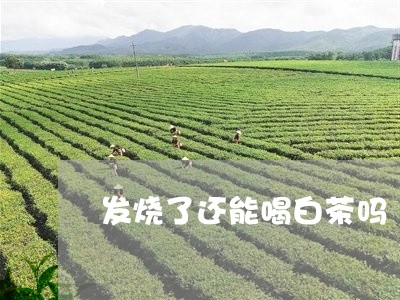 发烧了还能喝白茶吗/2023071693917