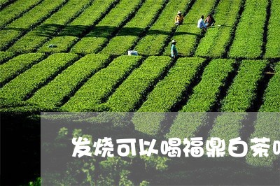 发烧可以喝福鼎白茶吗/2023120849538