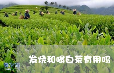 发烧和喝白茶有用吗/2023071574806