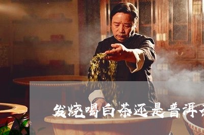 发烧喝白茶还是普洱茶/2023100648371