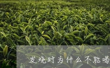 发烧时为什么不能喝普洱茶/2023110291735