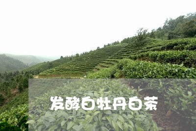 发酵白牡丹白茶/2023112362515