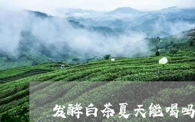 发酵白茶夏天能喝吗/2023071684046