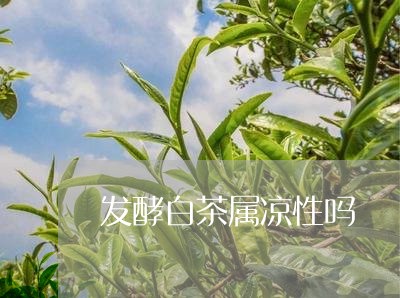 发酵白茶属凉性吗/2023061539605