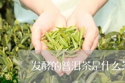 发酵的普洱茶是什么茶/2023100762614