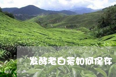 发酵老白茶如何保存/2023121795937