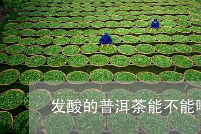 发酸的普洱茶能不能喝/2023061637280