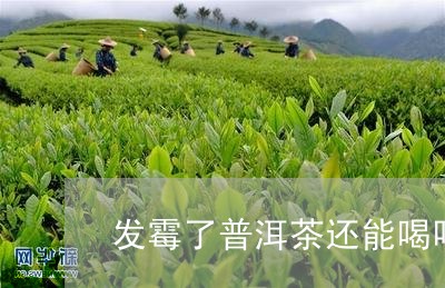 发霉了普洱茶还能喝吗/2023072468412