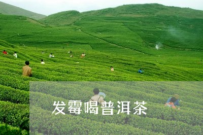 发霉喝普洱茶/2023042805667