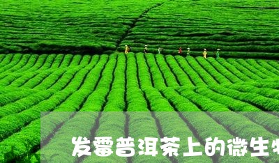 发霉普洱茶上的微生物/2023092793825