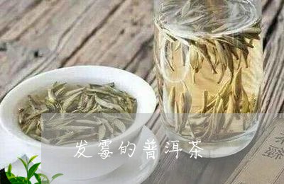 发霉的普洱茶/2023042928511