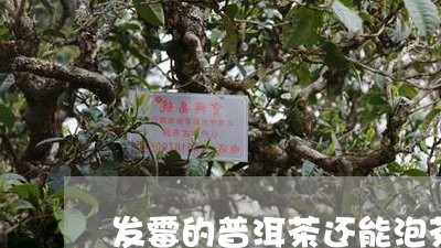 发霉的普洱茶还能泡茶喝吗/2023110227270