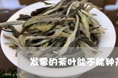 发霉的茶叶能不能种花/2023092340706