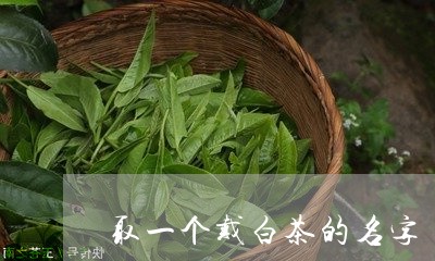 取一个戴白茶的名字/2023081308261