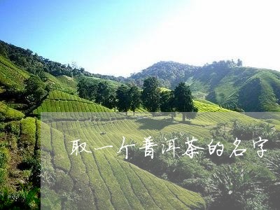 取一个普洱茶的名字/2023091516260