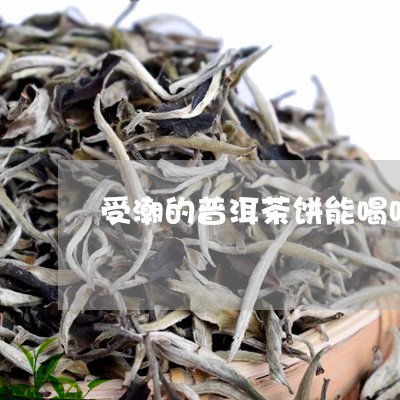 受潮的普洱茶饼能喝吗/2023082782817