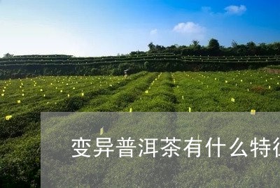 变异普洱茶有什么特征/2023100699581