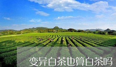 变异白茶也算白茶吗/2023071515929