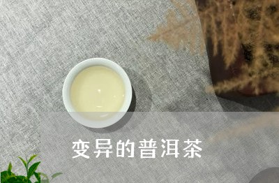 变异的普洱茶/2023042736490