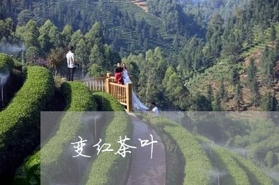 变红茶叶/2023121842794