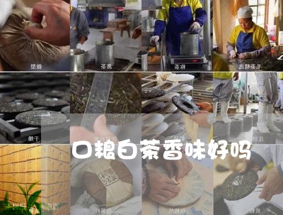 口粮白茶香味好吗/2023061503848