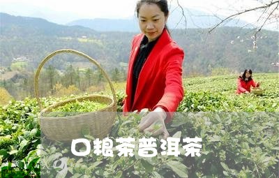 口粮茶普洱茶/2023042840769