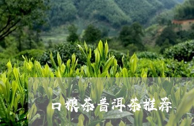 口粮茶普洱茶推荐/2023120422703