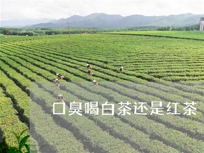 口臭喝白茶还是红茶/2023071527271