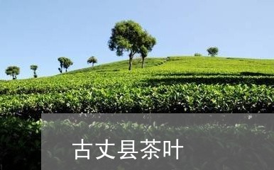 古丈县茶叶/2023041854068