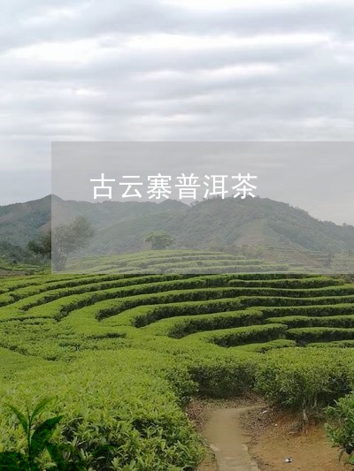 古云寨普洱茶/2023112697380