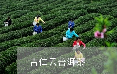 古仁云普洱茶/2023112671708