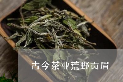 古今茶业荒野贡眉/2023061538279