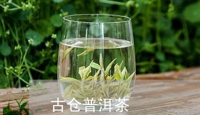 古仓普洱茶/2023090650585