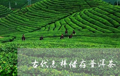 古代怎样储存普洱茶/2023120596057