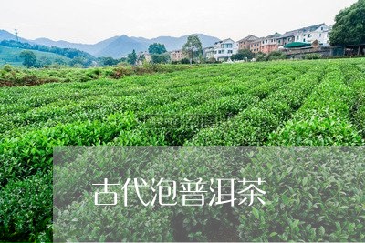 古代泡普洱茶/2023042738846