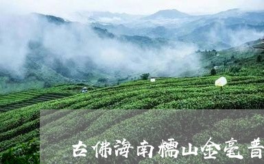 古佛海南糯山金毫普洱茶/2023102545158