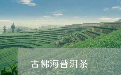 古佛海普洱茶/2023042695150