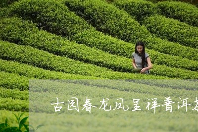 古园春龙凤呈祥普洱茶/2023061590594