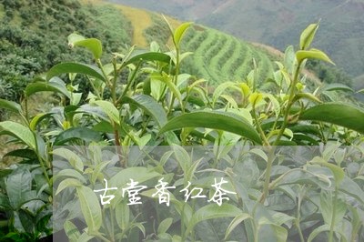 古堂香红茶/2023110916259