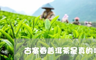 古寨春普洱茶是真的吗/2023072491381