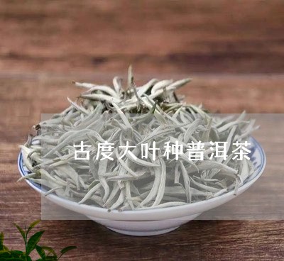 古度大叶种普洱茶/2023081681825